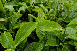 green tea leaves